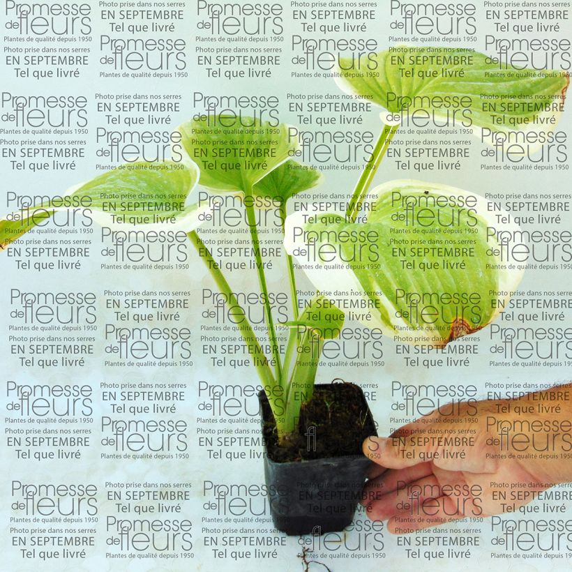 Example of Hosta Fragrant Dream 8/9 cm pot specimen as delivered