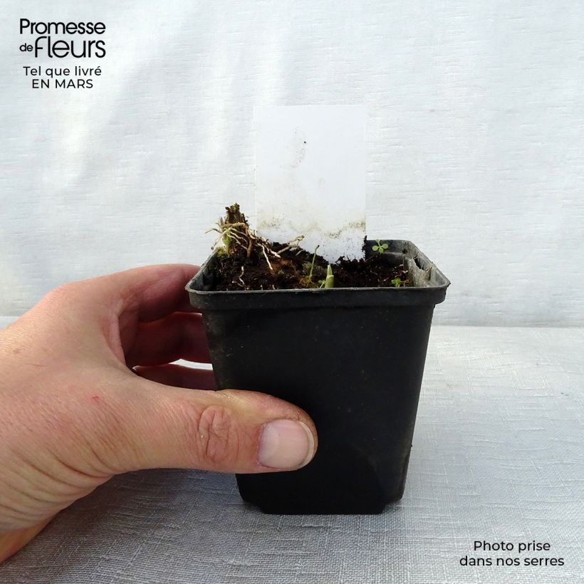 Hosta Fragrant Fire 8/9 cm pot sample as delivered in spring