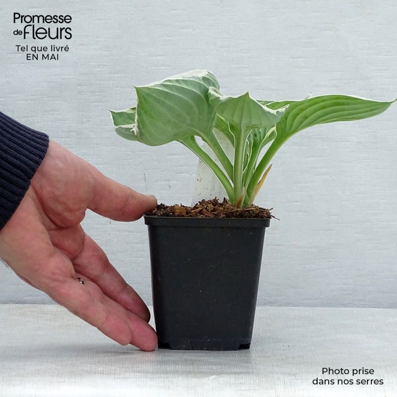 Hosta fortunei Francee 8/9 cm pot sample as delivered in spring