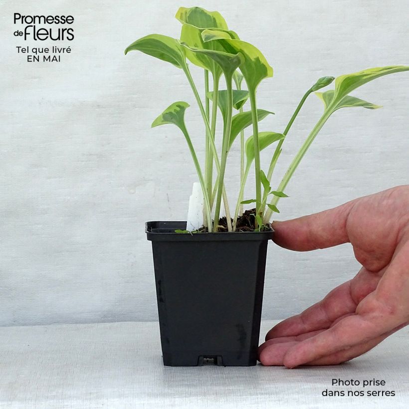 Hosta Golden Tiara 8/9 cm pot sample as delivered in spring