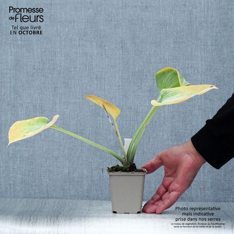 Hosta Grand Marquee 8/9 cm pot sample as delivered in autumn