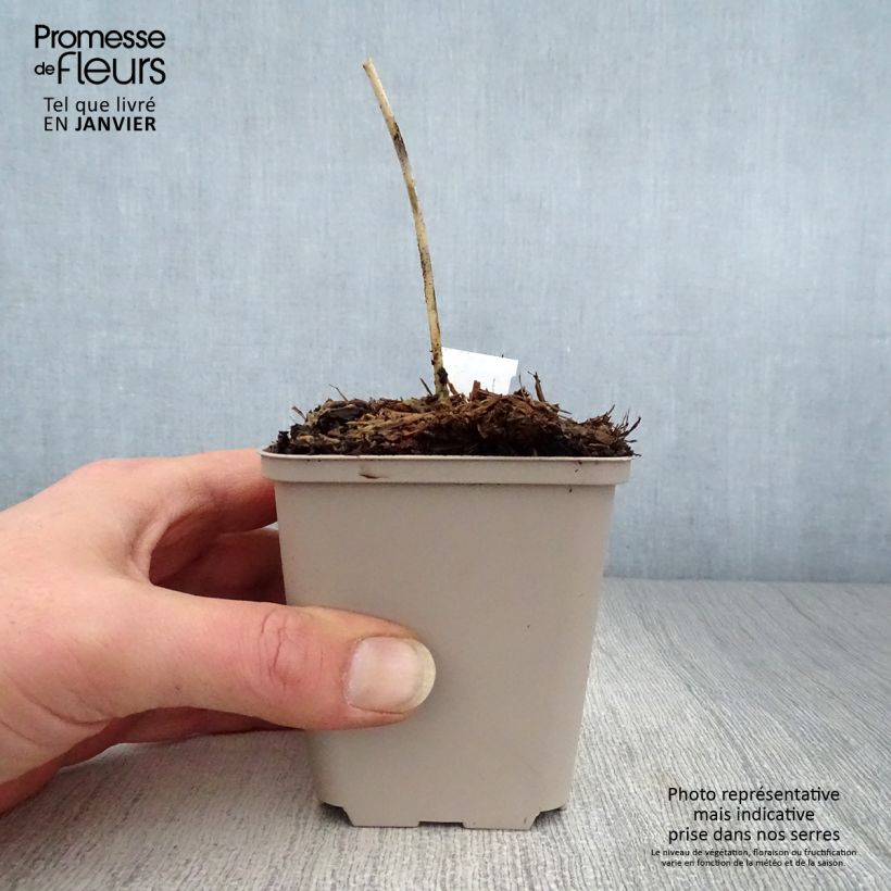 Hosta Grand Marquee 8/9 cm pot sample as delivered in winter