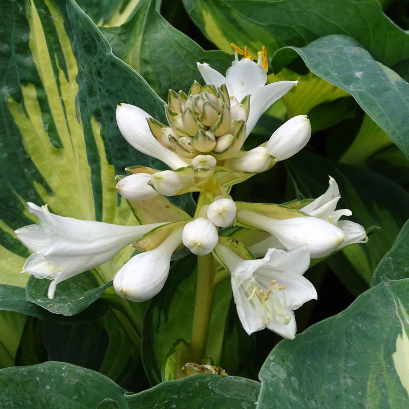 Hosta sieboldiana Great Expectations (Flowering)