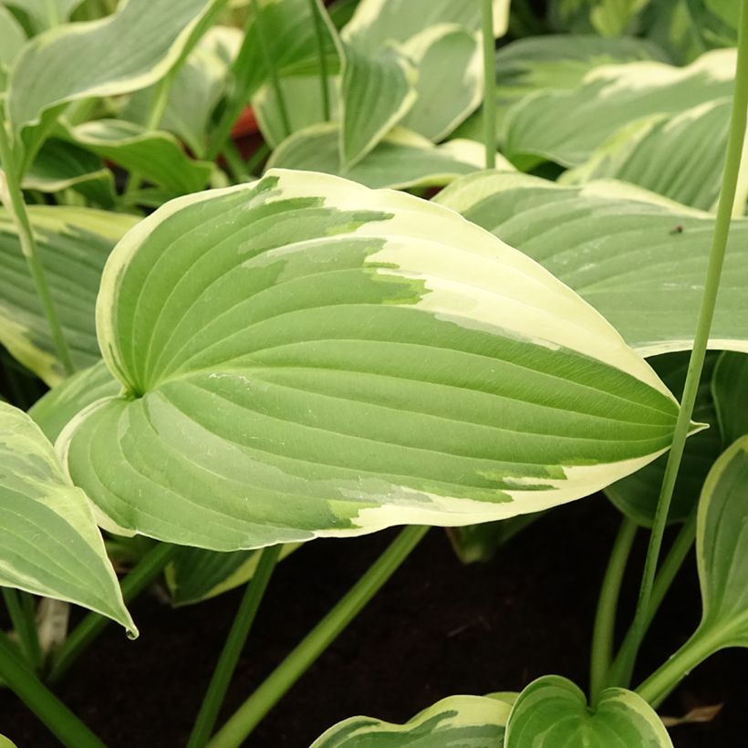 Hosta sieboldiana Great Expectations (Foliage)