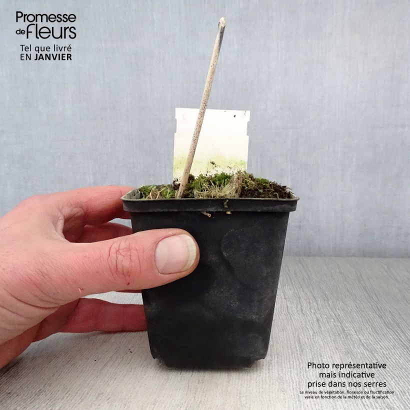 Hosta Green Gold 8/9 cm pot sample as delivered in winter