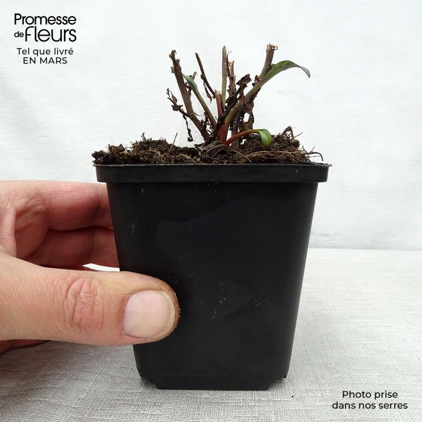 Hosta Green Gold 8/9 cm pot sample as delivered in spring