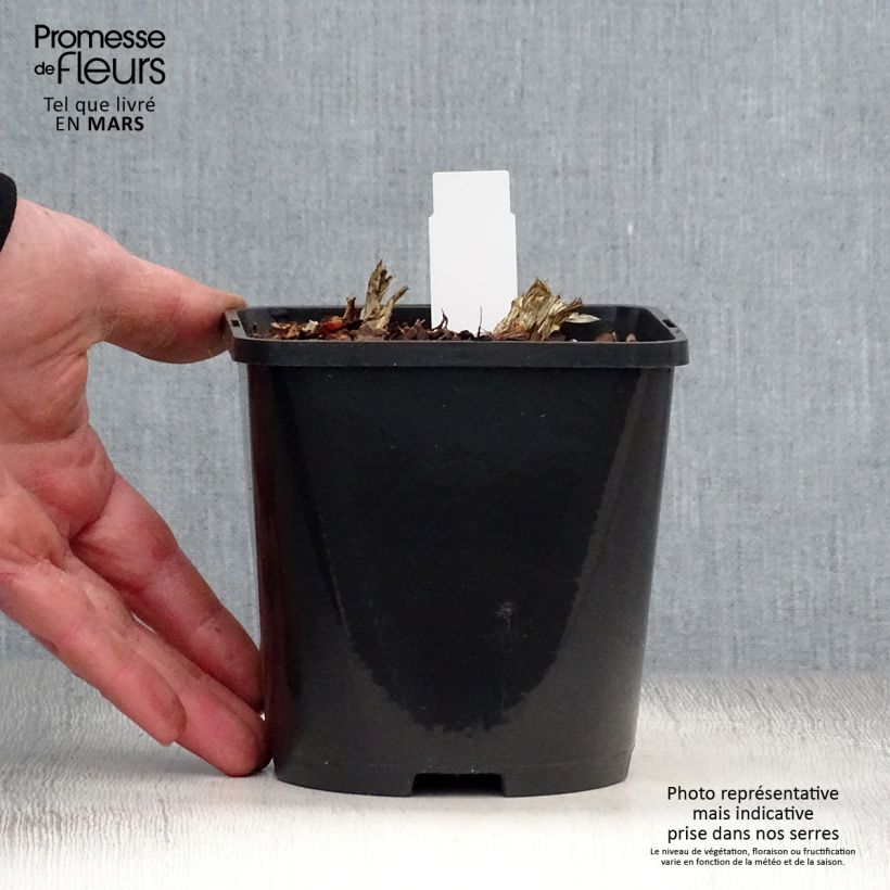 Hosta Guacamole 1.5L/2L pot sample as delivered in spring