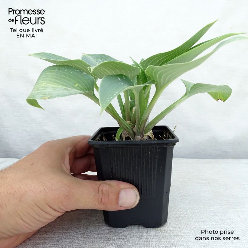 Hosta tardiana Halcyon - Blue Hosta 8/9 cm pot sample as delivered in spring