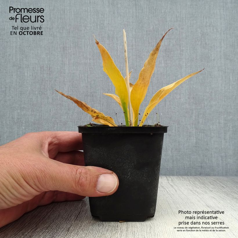 Hosta Harry Van Trier 8/9 cm pot sample as delivered in autumn