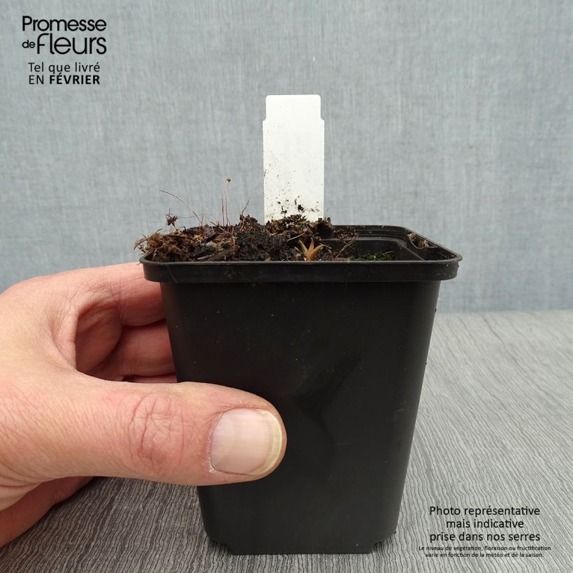 Hosta Harry Van Trier 8/9 cm pot sample as delivered in winter