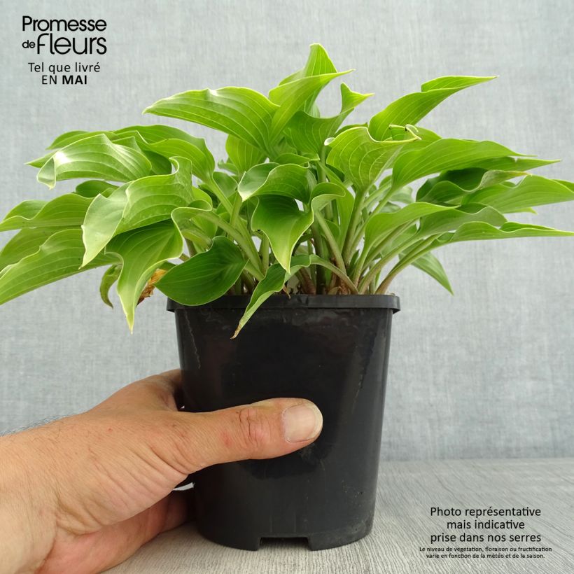 Hosta Harry Van Trier 1.5L/2L pot sample as delivered in spring