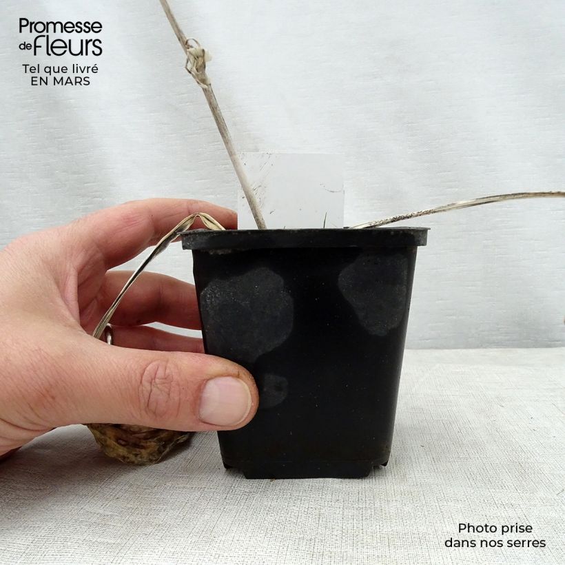 Hosta sieboldiana Herifu 8/9 cm pot sample as delivered in spring