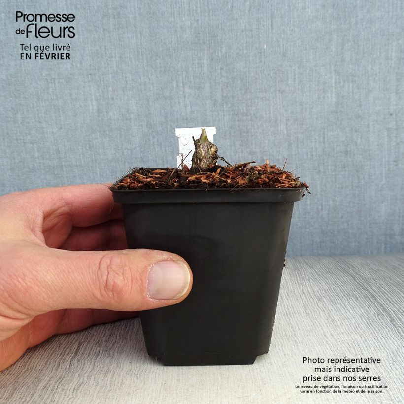 Hosta Honeybells 8/9 cm pot sample as delivered in winter