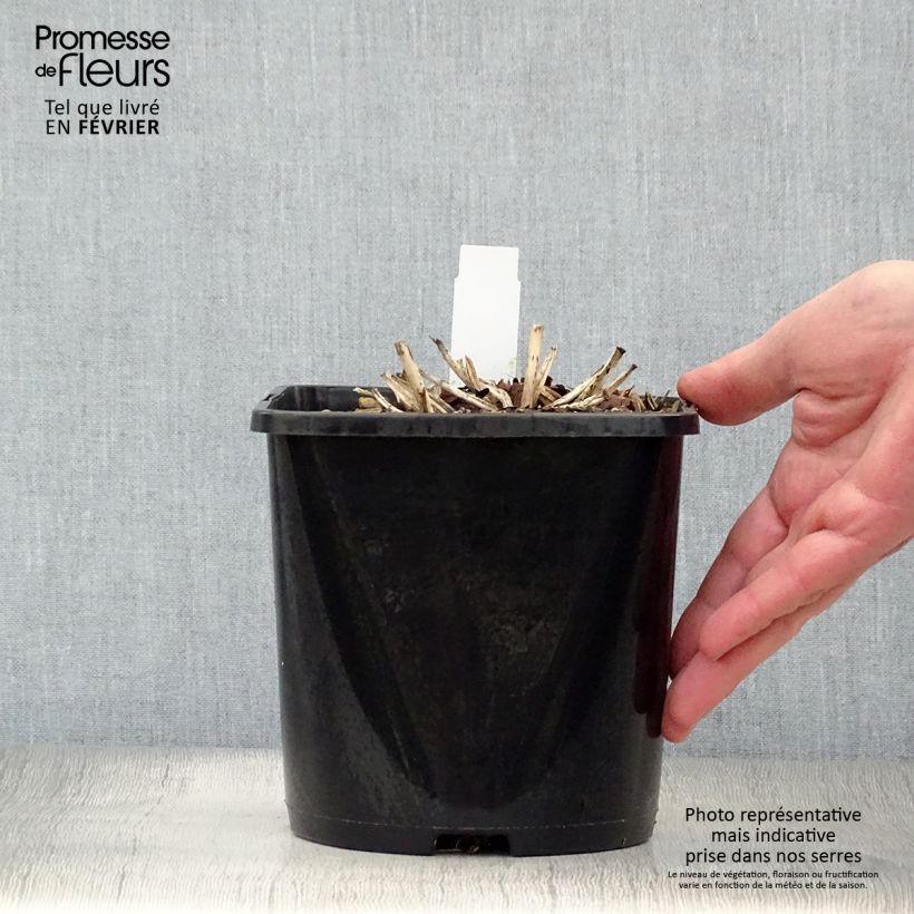 Hosta June 1.5L/2L pot sample as delivered in winter