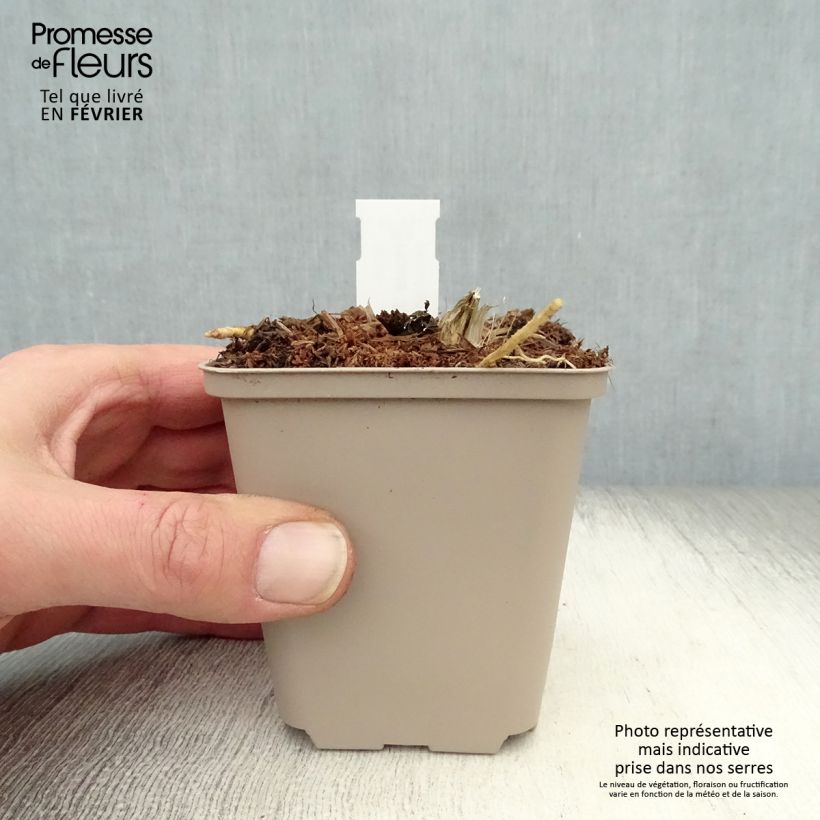 Hosta Jurassic Park 8/9 cm pot sample as delivered in winter