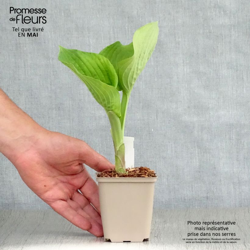Hosta Jurassic Park 8/9 cm pot sample as delivered in spring