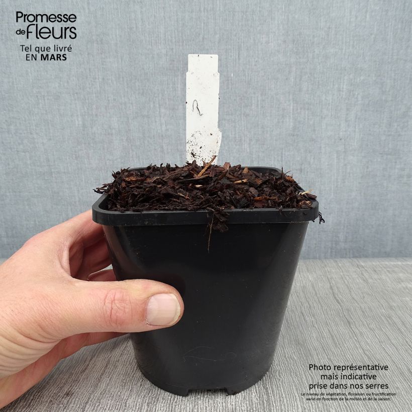 Hosta Jurassic Park 1.5L/2L pot sample as delivered in winter