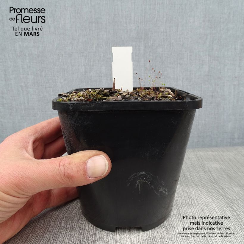 Hosta Lakeside Prophecy Fulfilled 1.5L/2L pot sample as delivered in winter