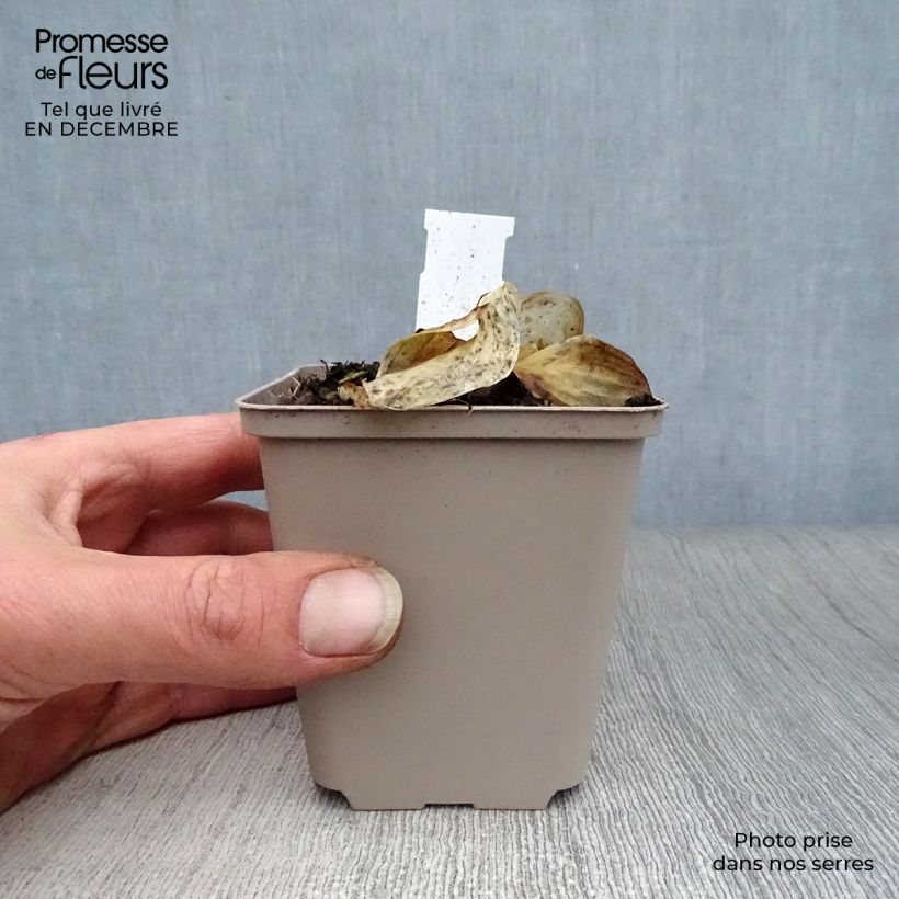 Hosta Liberty 8/9 cm pot sample as delivered in winter