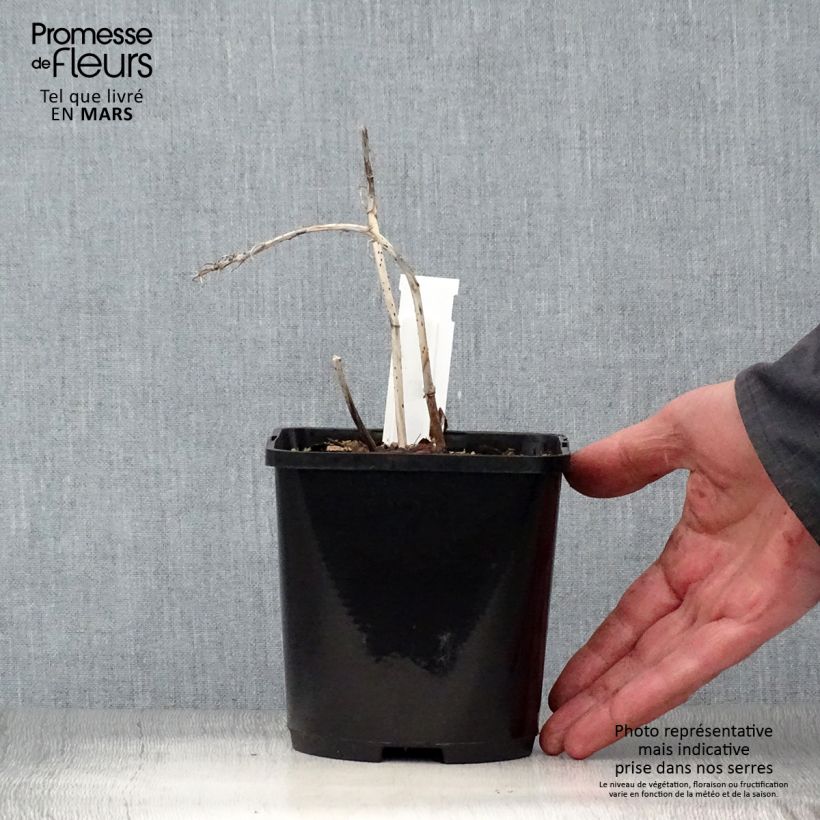 Hosta Marilyn Monroe 1.5L/2L pot sample as delivered in spring