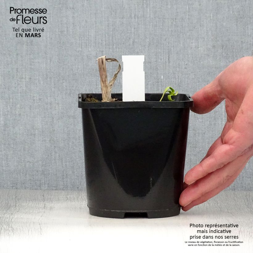 Hosta Midnight at the Oasis 1.5L/2L pot sample as delivered in spring