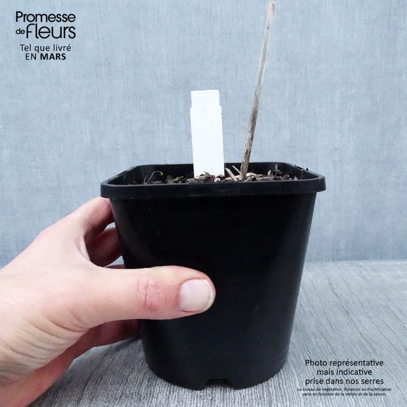 Hosta Midnight at the Oasis 1.5L/2L pot sample as delivered in winter