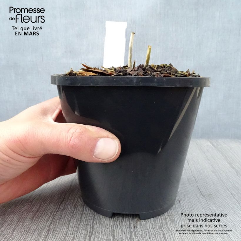 Hosta Mini Skirt 1.5L/2L pot sample as delivered in spring