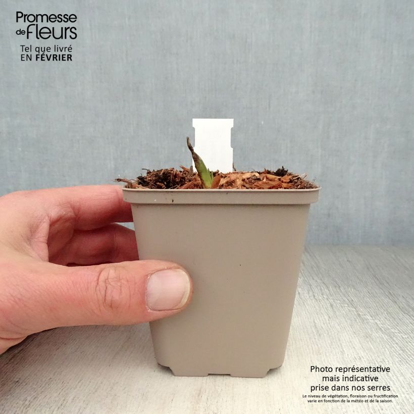 Hosta Minuteman 8/9 cm pot sample as delivered in winter