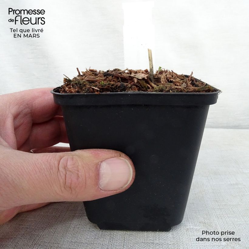 Hosta Night Before Christmas 8/9 cm pot sample as delivered in spring