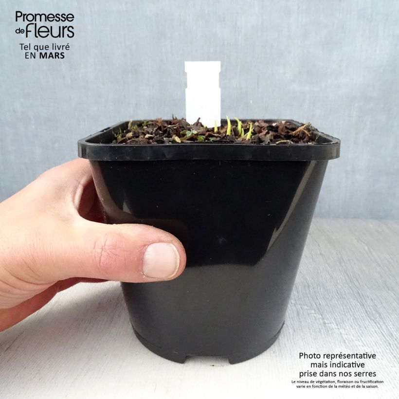 Hosta Obi-One Kenobi 1.5L/2L pot sample as delivered in spring