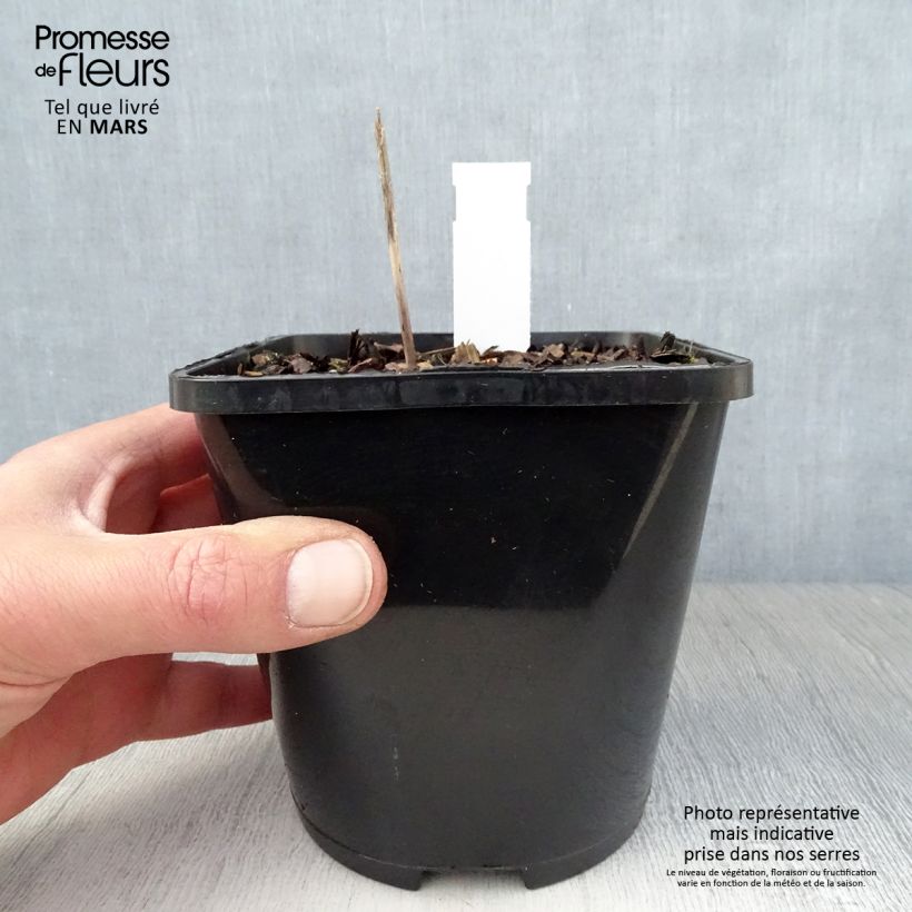 Hosta tardiana Orange Star 1.5L/2L pot sample as delivered in spring