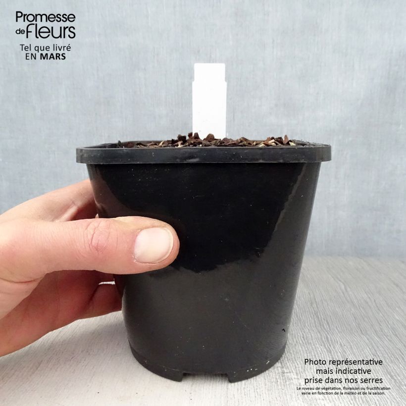 Hosta Orions Belt 1.5L/2L pot sample as delivered in spring