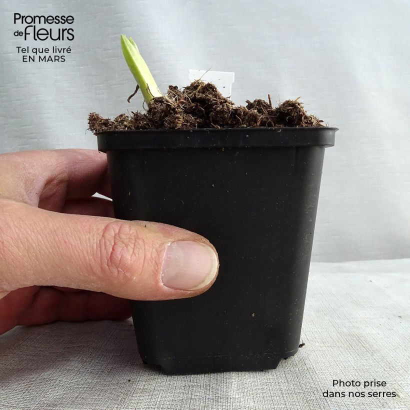 Hosta Pauls Glory 8/9 cm pot sample as delivered in spring