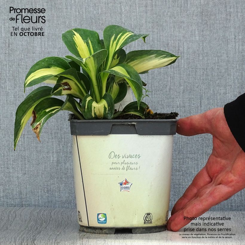 Hosta Pauls Glory 2L/3L pot sample as delivered in autumn