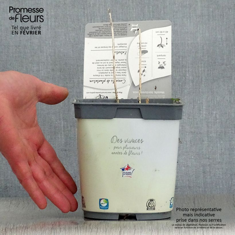 Hosta Pauls Glory 2L/3L pot sample as delivered in winter