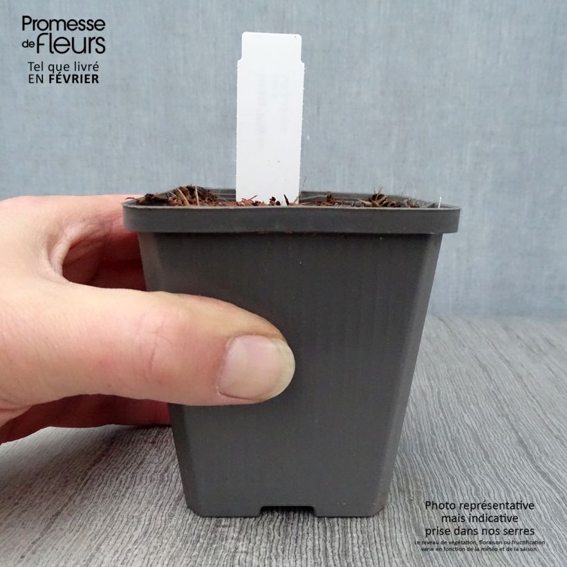 Hosta Pilgrim 8/9 cm pot sample as delivered in winter