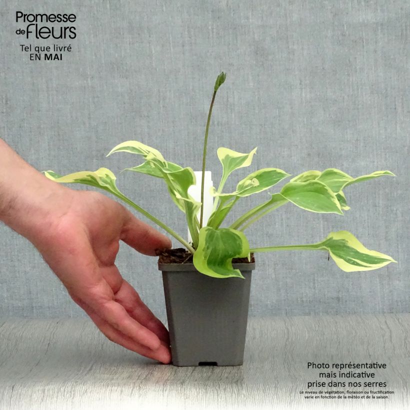 Hosta Pilgrim 8/9 cm pot sample as delivered in spring