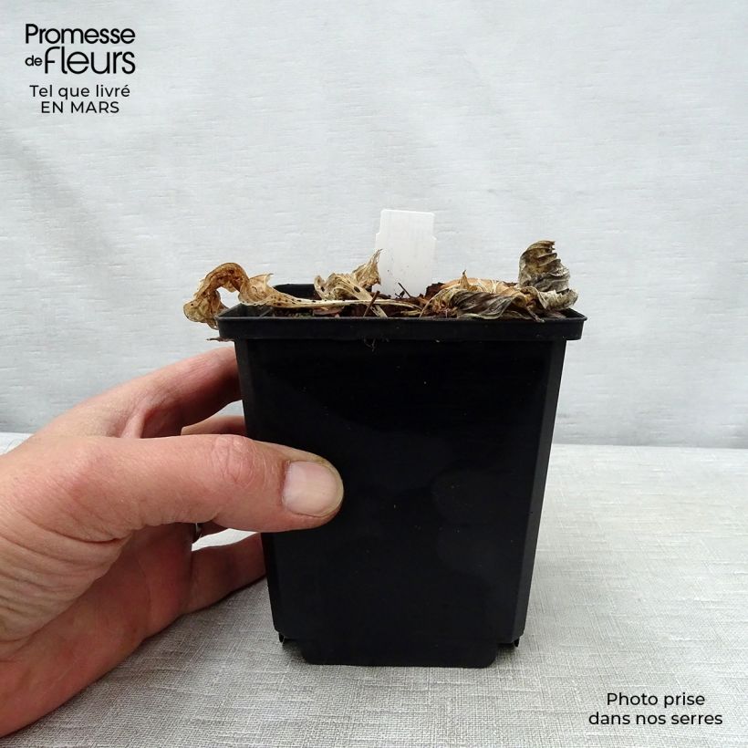 Hosta Pizzazz 8/9 cm pot sample as delivered in spring