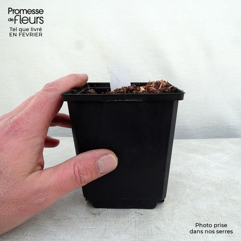 Hosta Prairie Sky 8/9 cm pot sample as delivered in winter