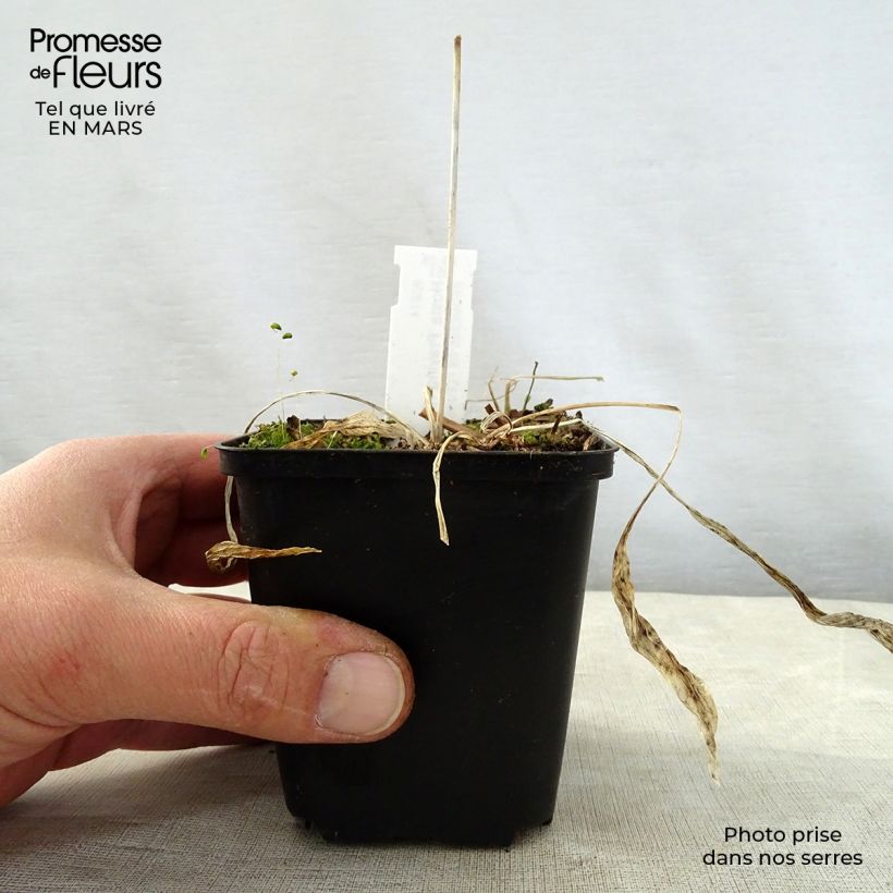 Hosta Praying Hands 8/9 cm pot sample as delivered in spring