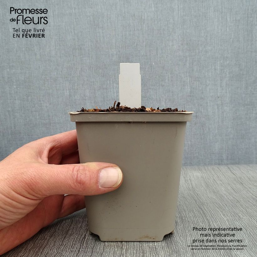 Hosta Praying Hands 8/9 cm pot sample as delivered in winter