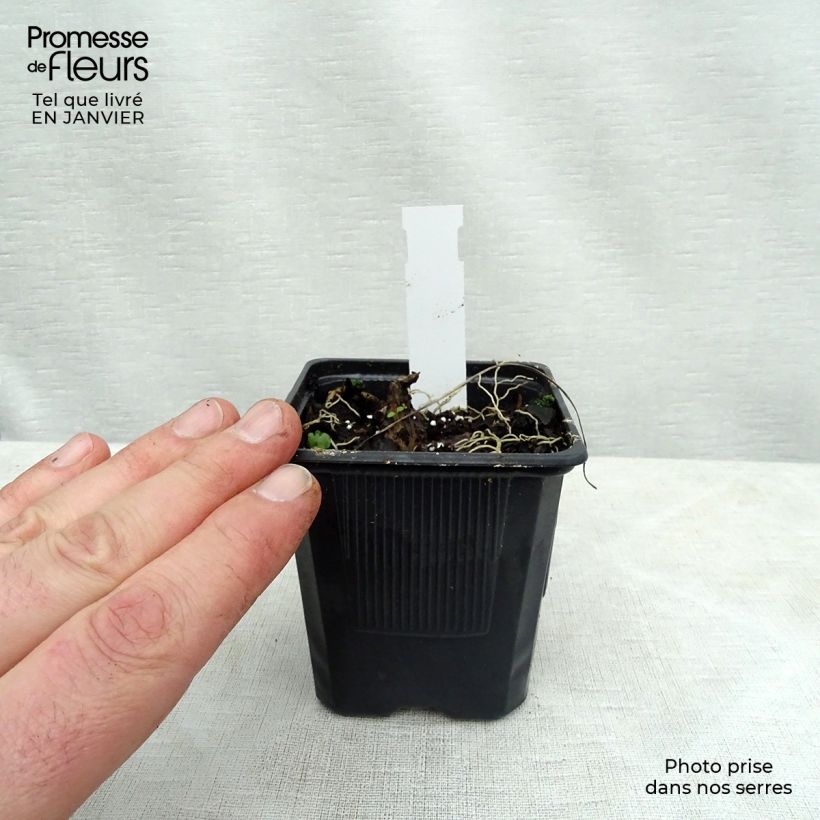 Hosta Purple Heart 8/9 cm pot sample as delivered in winter