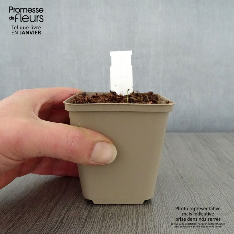 Hosta Queen Josephine 8/9 cm pot sample as delivered in winter