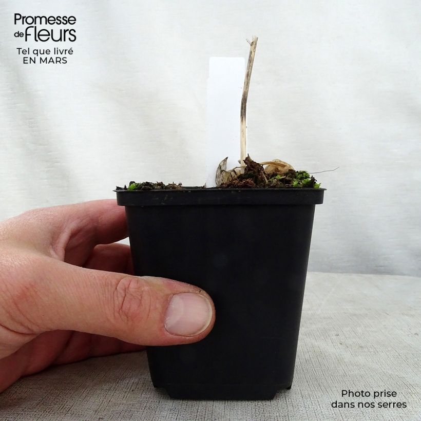 Hosta Queen Josephine 8/9 cm pot sample as delivered in spring