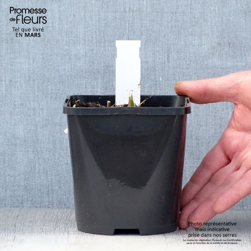 Hosta Rainbows End 1.5L/2L pot sample as delivered in spring