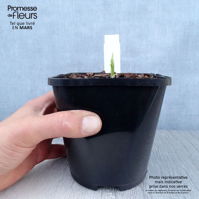 Hosta Raspberry Sundae 1.5L/2L pot sample as delivered in spring