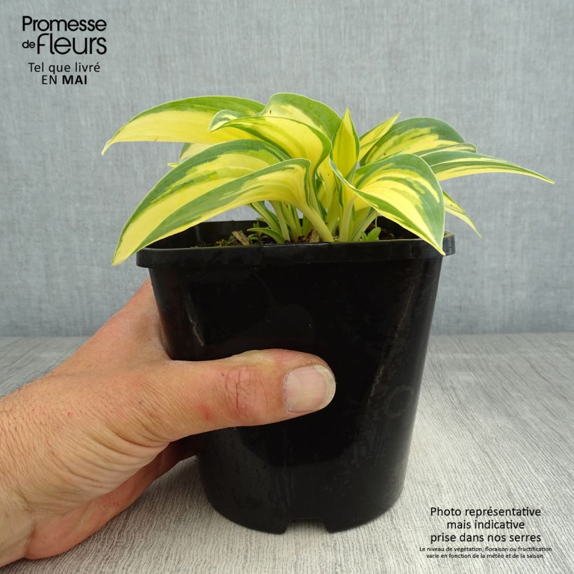 Hosta Remember Me 1.5L/2L pot sample as delivered in spring