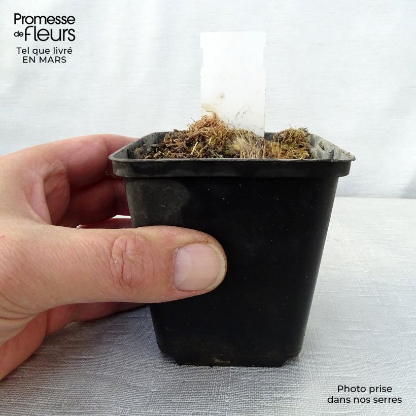 Hosta Revolution 8/9 cm pot sample as delivered in spring