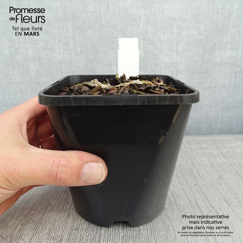 Hosta Ripple Effect 1.5L/2L pot sample as delivered in winter