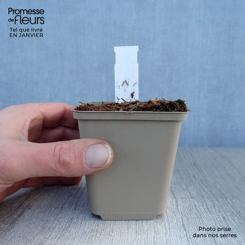 Hosta Robert Frost 8/9 cm pot sample as delivered in winter